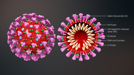 Struktura koronaviru